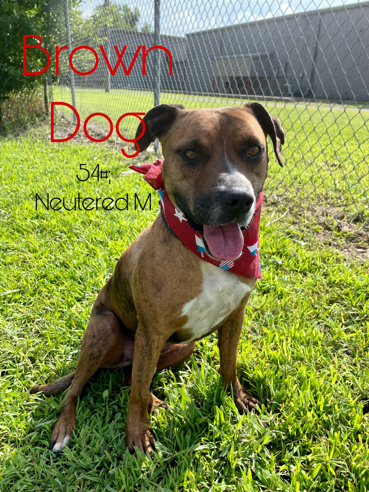 Brown Dog